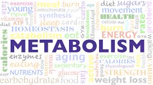 Understanding Metabolic Adaptation